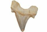 Fossil Shark Tooth (Otodus) - Morocco #211902-1